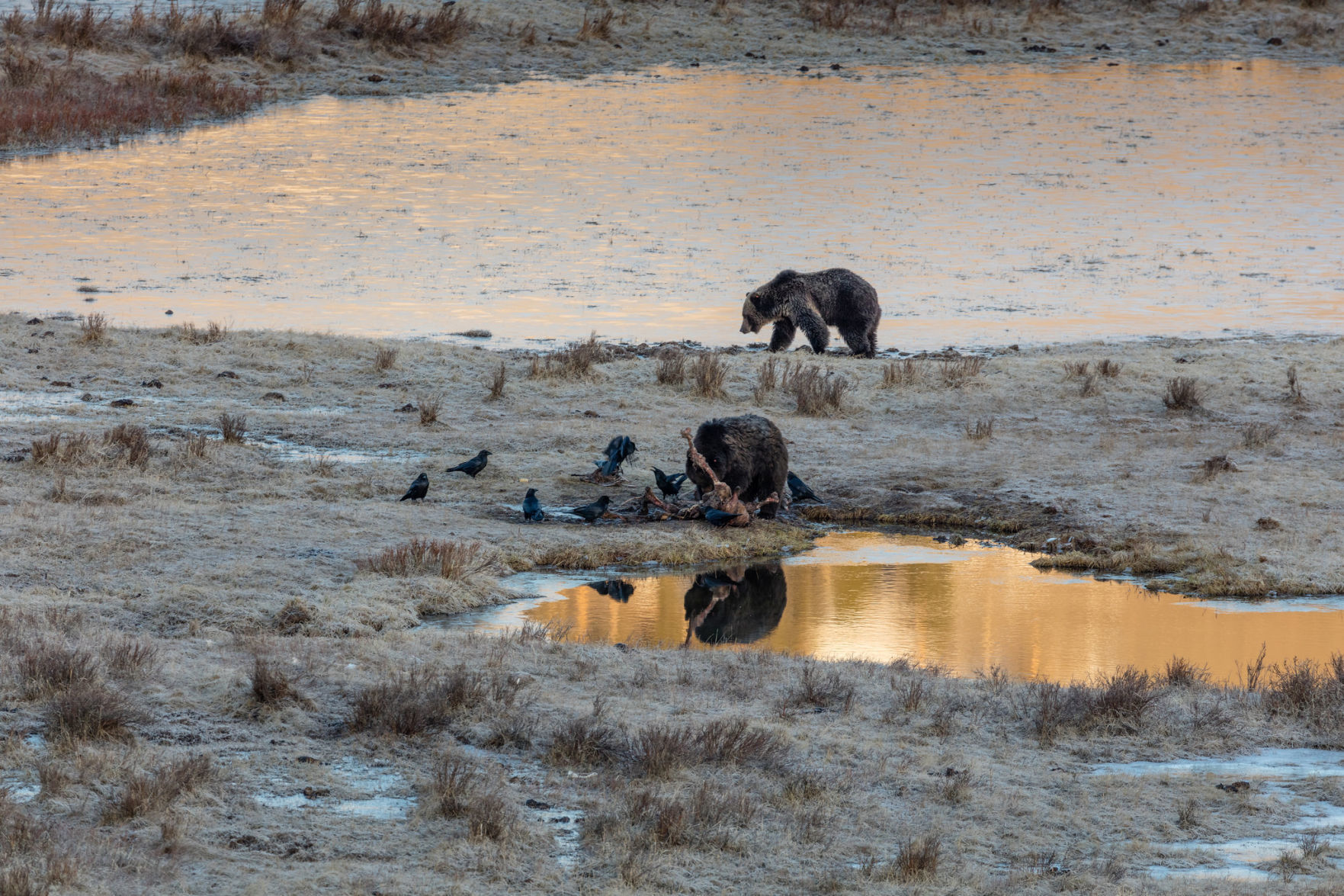 Grizzly bears take turns eating a bison carcass